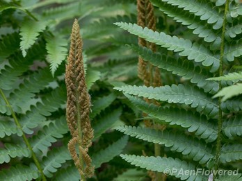 Sporangia and pinnae